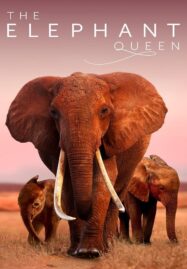 The Elephant Queen (2019)